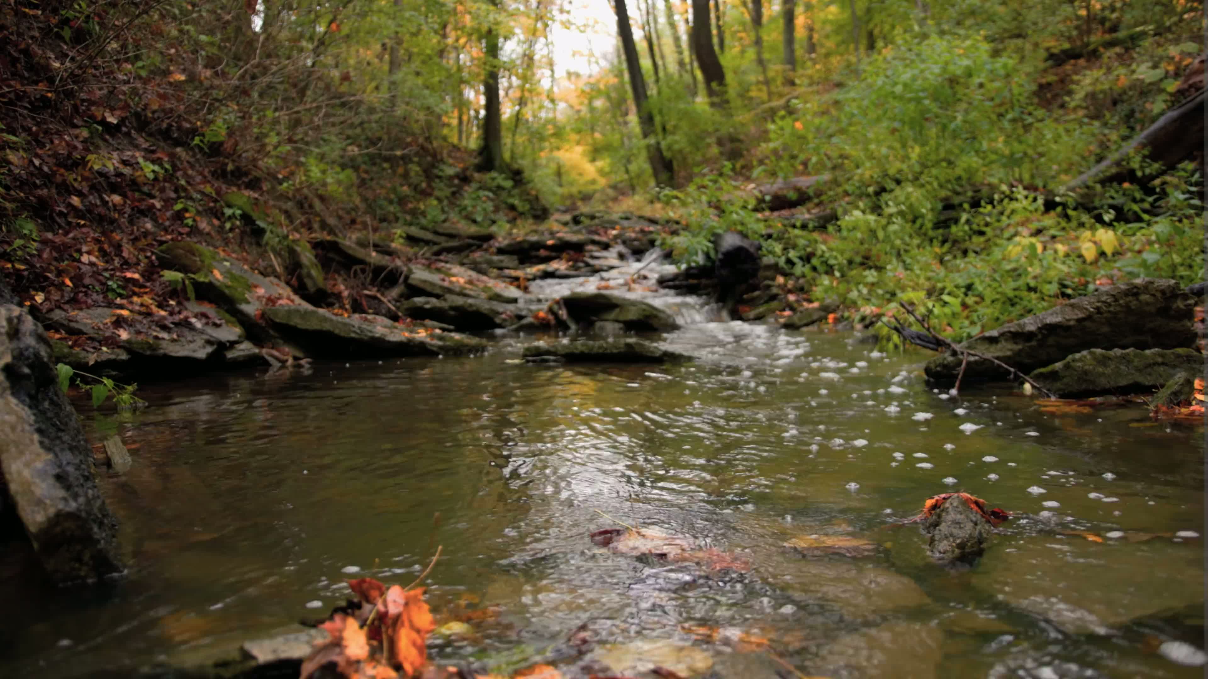 Nature Reel